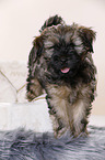 Tibetan Terrier Puppy