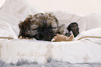 Tibetan Terrier Puppy