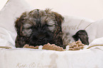 Tibetan Terrier Puppy