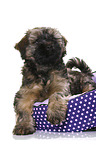 Tibetan Terrier Puppy