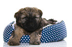 Tibetan Terrier Puppy