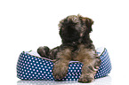 Tibetan Terrier Puppy