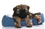 Tibetan Terrier Puppy