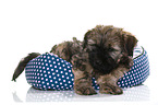 Tibetan Terrier Puppy