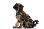 Tibetan Terrier Puppy