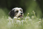 Tibetan Terrier portrait