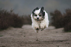 running Tibetan Terrier