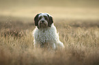 sitting Tibetan Terrier