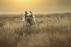 running Tibetan Terrier