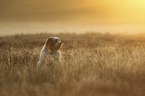 sitting Tibetan Terrier