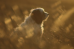 sitting Tibetan Terrier