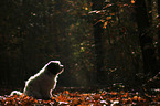 sitting Tibetan Terrier