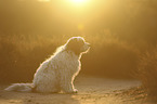 sitting Tibetan Terrier