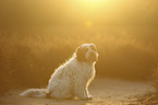 sitting Tibetan Terrier