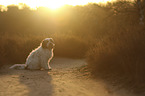 sitting Tibetan Terrier