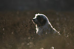 sitting Tibetan Terrier