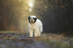 standing Tibetan Terrier