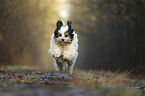 running Tibetan Terrier