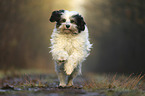 running Tibetan Terrier