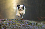 running Tibetan Terrier