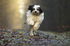 running Tibetan Terrier