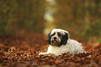 lying Tibetan Terrier