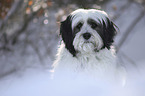 Tibetan Terrier portrait