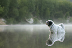 Tibetan Terrier in the water