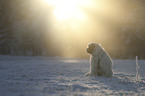 sitting Tibetan Terrier