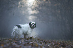 standing Tibetan Terrier