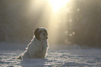 sitting Tibetan Terrier