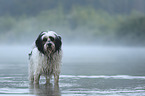 standing Tibetan Terrier