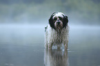 standing Tibetan Terrier