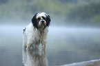 standing Tibetan Terrier