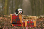 Tibetan Terrier