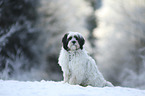 sitting Tibetan Terrier