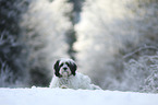 lying Tibetan Terrier