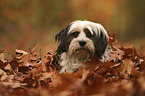 lying Tibetan Terrier