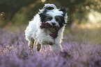 running Tibetan Terrier