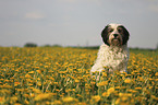 sitting Tibetan Terrier