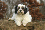 Tibetan Terrier