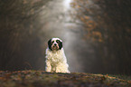 sitting Tibetan Terrier