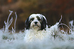 Tibetan Terrier portrait