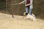 playing Tibetan Terrier