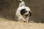 playing Tibetan Terrier