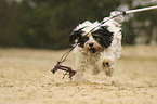 playing Tibetan Terrier