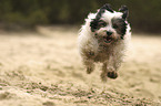 running Tibetan Terrier