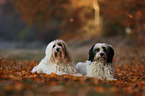 2 Tibetan Terrier