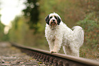 Tibetan Terrier