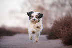 running Tibetan Terrier